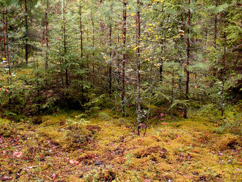 Trees in forest