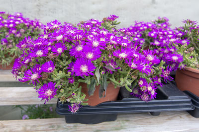 Close-up of purple flowering plants in pot