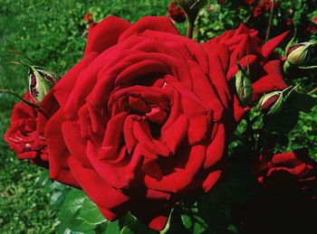 Close-up of red rose blooming outdoors