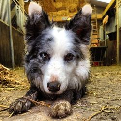 Portrait of a dog