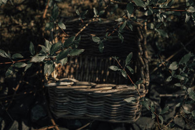 Close-up of leaves in basket