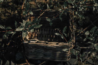 Close-up of wicker basket amidst plants