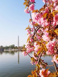 Pink cherry blossoms against sky