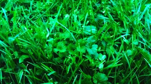 Full frame shot of grass