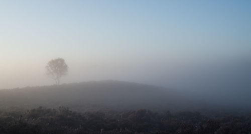 Trees on landscape in foggy weather