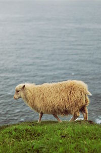 Sheep walking on grassy field by sea