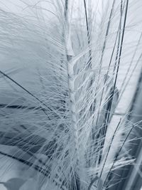 Full frame shot of frozen plants