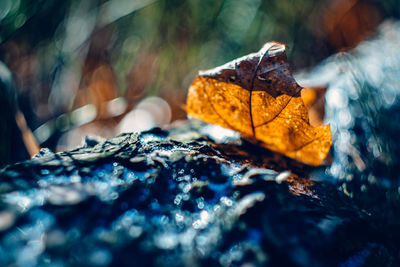 Close-up of dry leaf on rock