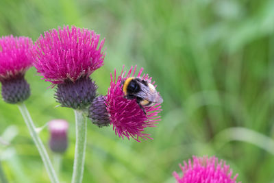 Close-up of bee on purple flower