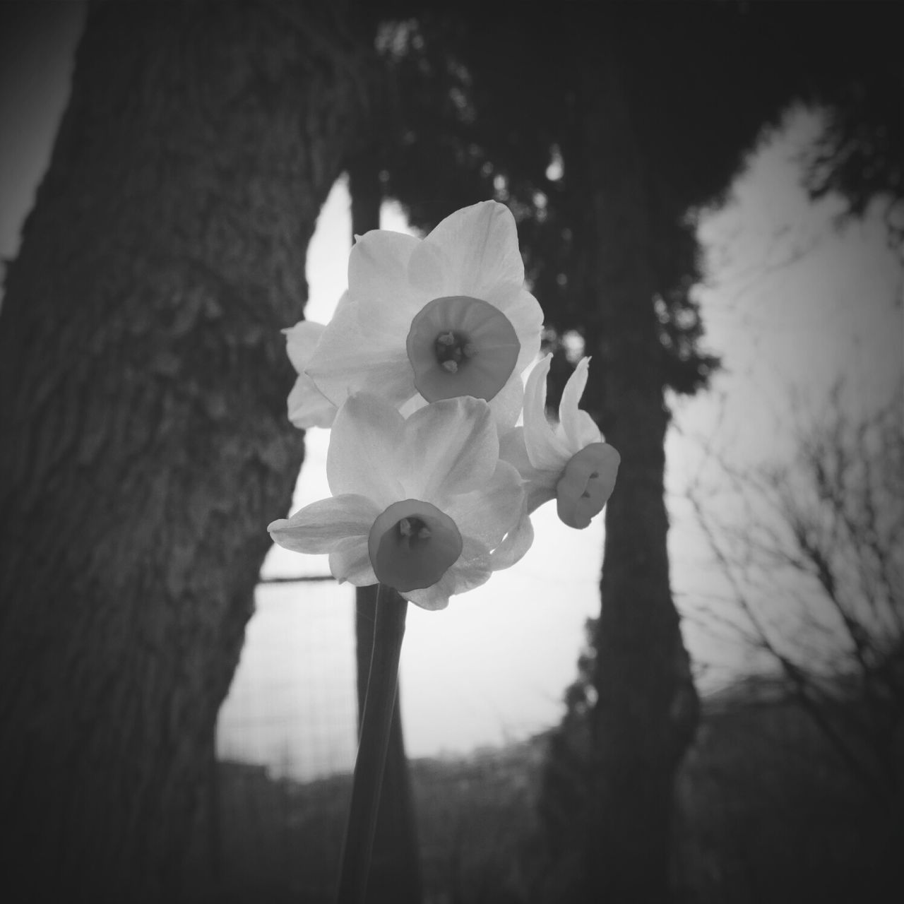 low angle view, flower, tree, close-up, focus on foreground, fragility, growth, sky, no people, nature, day, outdoors, petal, branch, built structure, freshness, white color, decoration, sunlight, lighting equipment