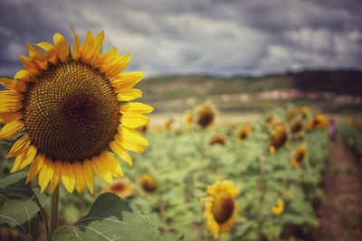 Close-up of sunflower blooming on field against sky