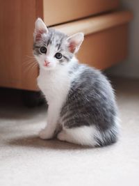 Portrait of kitten sitting at home