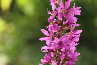 Close-up of pink flowering plant