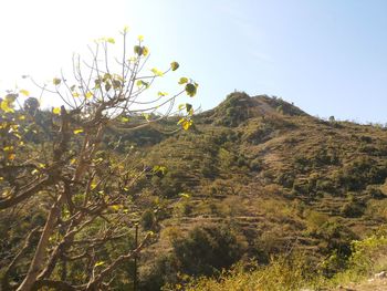 Low angle view of tree against sky