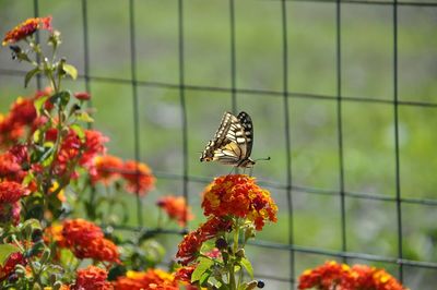 Close-up of butterfly on lantana camara