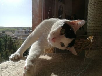 Close-up portrait of a cat