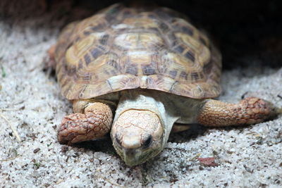 Close-up of turtle on field