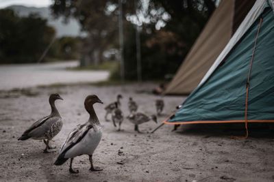 Ducks at wilsons prom campin in a tent