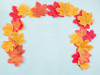 High angle view of maple leaves on white background