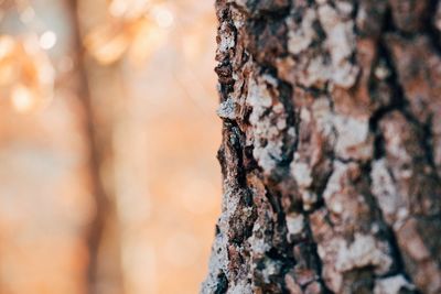 Close-up of a tree trunk