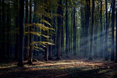 Trees in forest