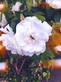 Close-up of white roses