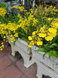 Close-up of yellow flowers