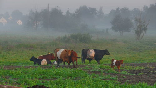 Cows on field