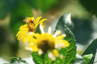 Close-up of insect on yellow flower