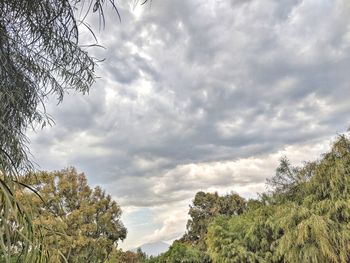 Low angle view of trees against sky