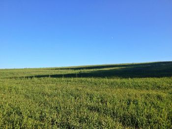 Scenic view of grassy field against blue sky
