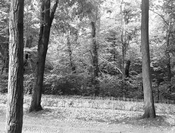 Trees on field in forest