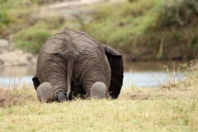 Elephant in a field