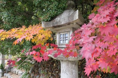 Pink flowering tree by building