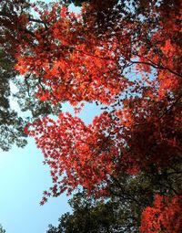 Low angle view of flowering tree against sky