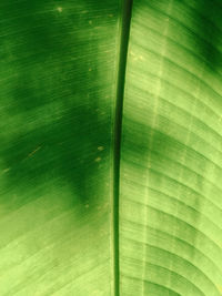 Full frame shot of green leaves