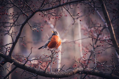 Low angle view of bird perching on twig against sky