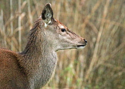 Side view of giraffe