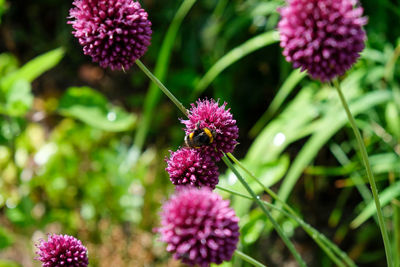 Close-up of pink pollinating on purple flower in park