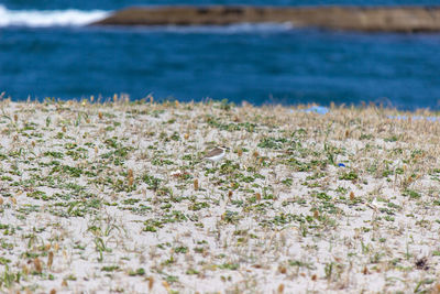 Plants growing on beach