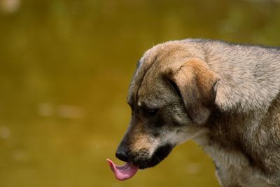 Close-up of dog outdoors