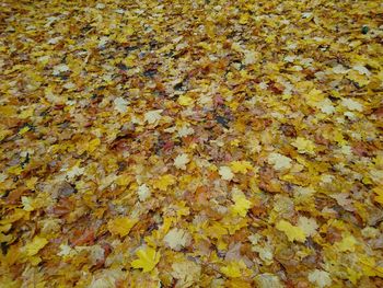 Full frame shot of yellow maple leaves