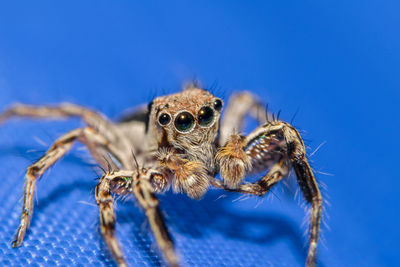 Jumping spider on blue table
