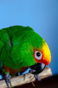 Close-up of parrot