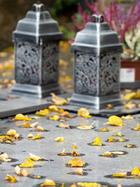 Close-up of fallen leaves on yellow flowering plant during autumn