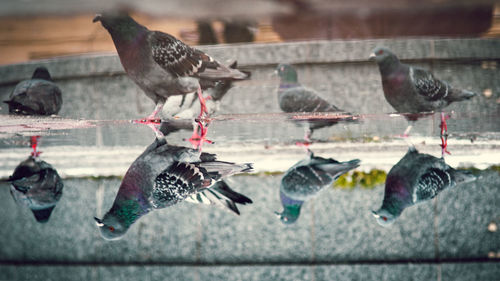 Birds perching on water