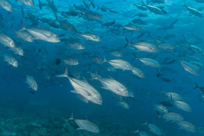 Fish swim at the tubbataha reefs philippines