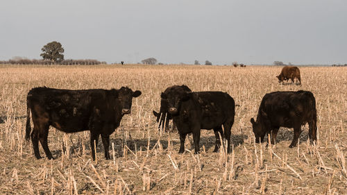 Cows grazing on field