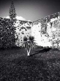 Scenic view of grassy field