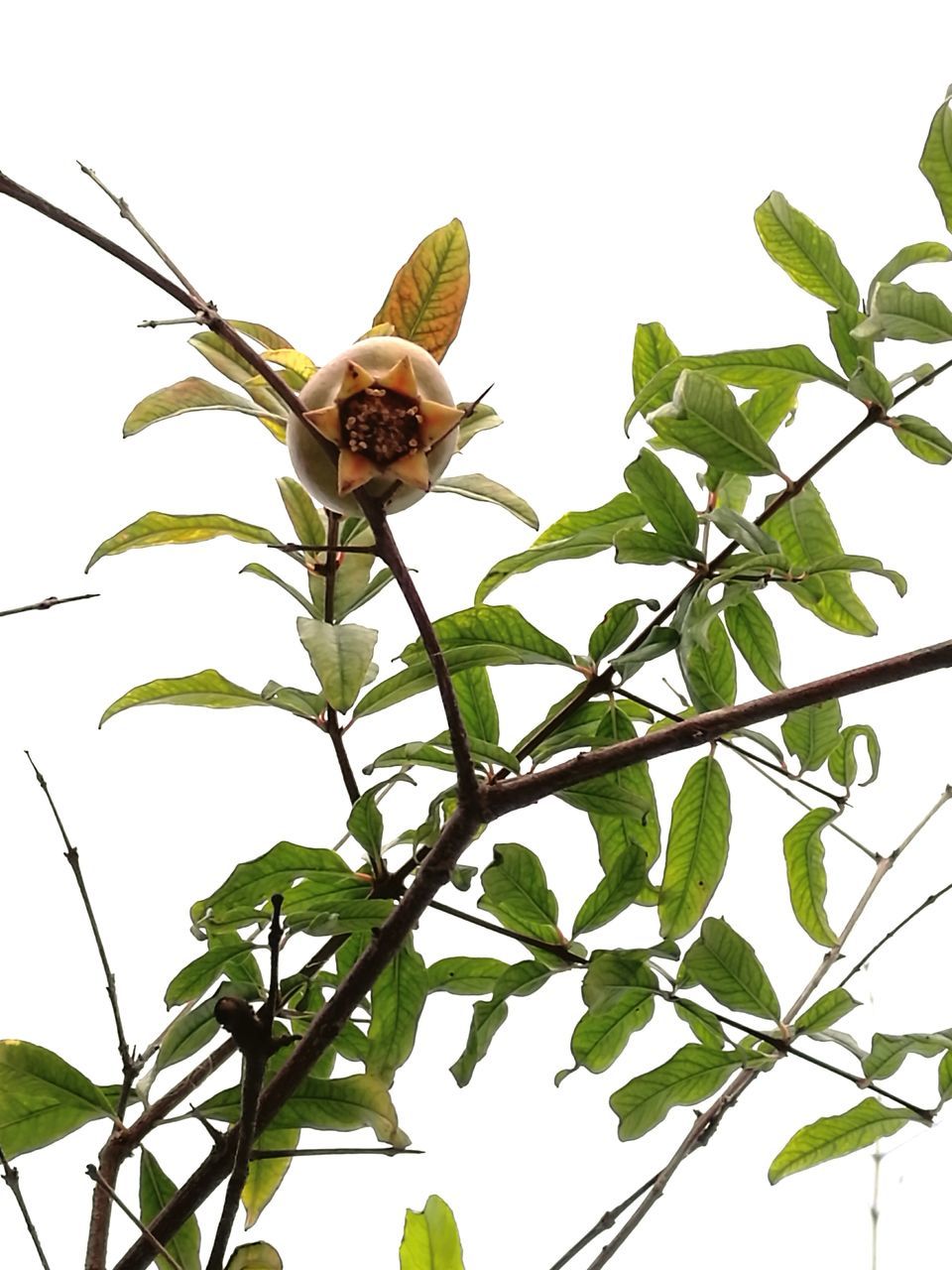 animal themes, animals in the wild, one animal, wildlife, perching, leaf, low angle view, bird, insect, branch, clear sky, nature, full length, green color, tree, zoology, close-up, day, outdoors, plant